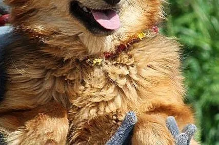 MOLLY młoda, średnia, piękna, łagodna sunia