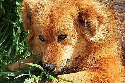 MOLLY młoda, średnia, piękna, łagodna sunia