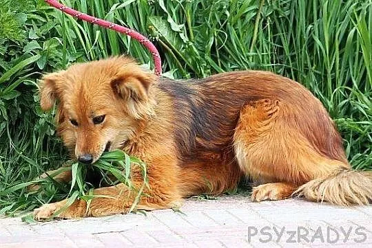 MOLLY młoda, średnia, piękna, łagodna sunia