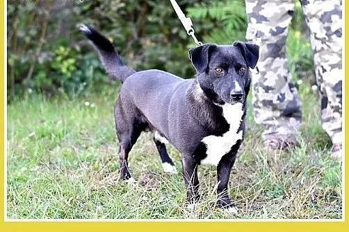 Tęskni za człowiekiem,mały 10kg,łagodny,jamnikowat