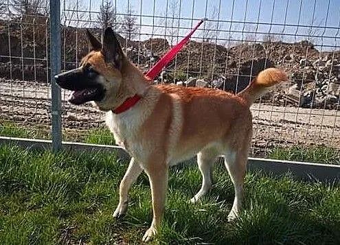 Akita w Potrzebie, Zachodniopomorskie, Choszczno