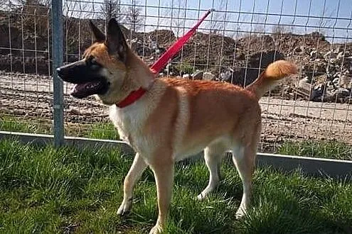 Akita w Potrzebie, Zachodniopomorskie, Choszczno