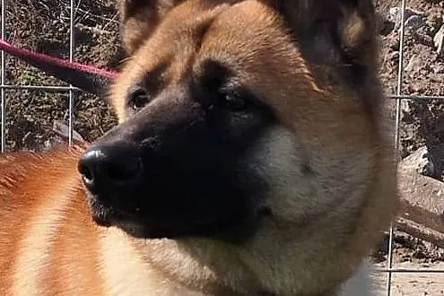Akita w Potrzebie, Zachodniopomorskie, Choszczno