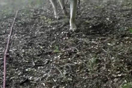 Akita w Potrzebie, Zachodniopomorskie, Choszczno