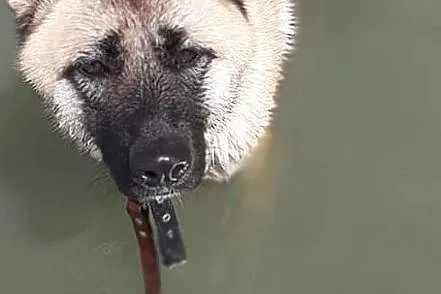 Akita w Potrzebie, Zachodniopomorskie, Choszczno
