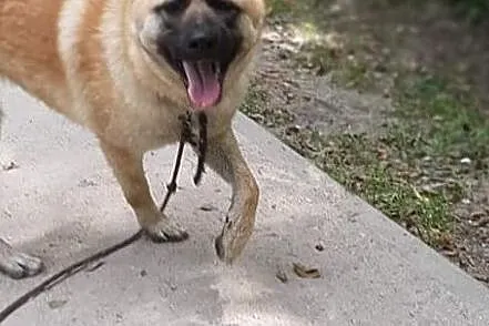 Akita w Potrzebie, Zachodniopomorskie, Choszczno