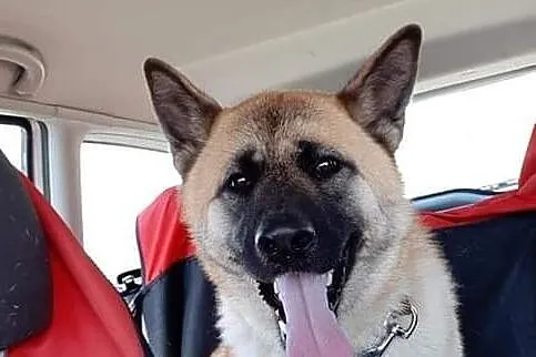 Akita w Potrzebie, Zachodniopomorskie, Choszczno