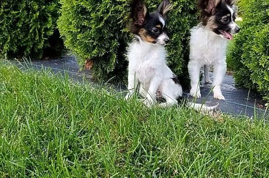 Papillon Spaniel Kontynentalny Piesek, Świętokrzyskie, Szczaworyż