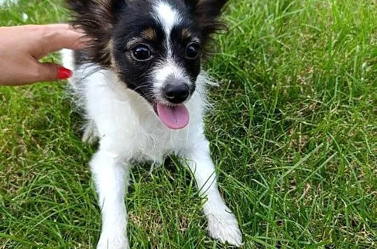 Papillon Spaniel Kontynentalny Piesek, Świętokrzyskie, Szczaworyż