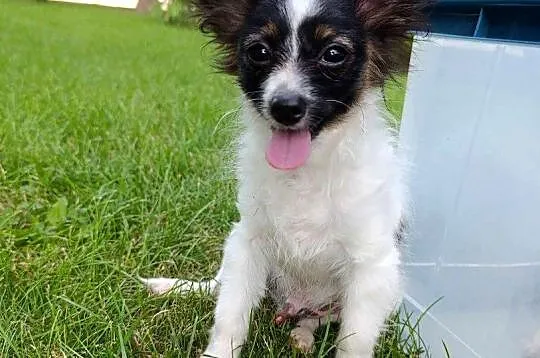 Papillon Spaniel Kontynentalny Piesek, Świętokrzyskie, Szczaworyż