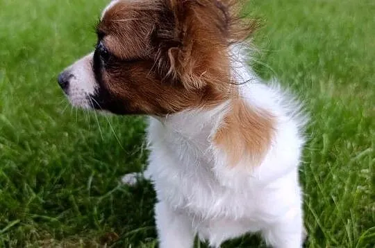 Papillon Spaniel Kontynentalny Piesek, Świętokrzyskie, Szczaworyż