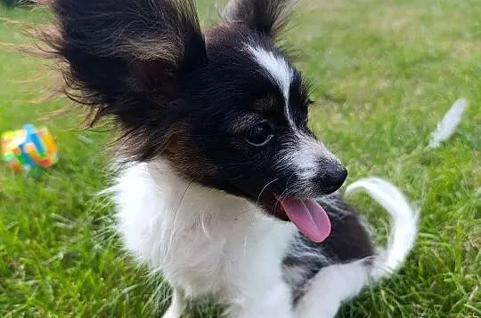 Papillon Spaniel Kontynentalny Piesek, Świętokrzyskie, Szczaworyż