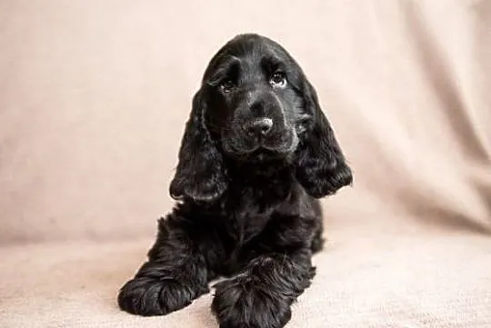 CockerSpaniel Angielski, Brodnica