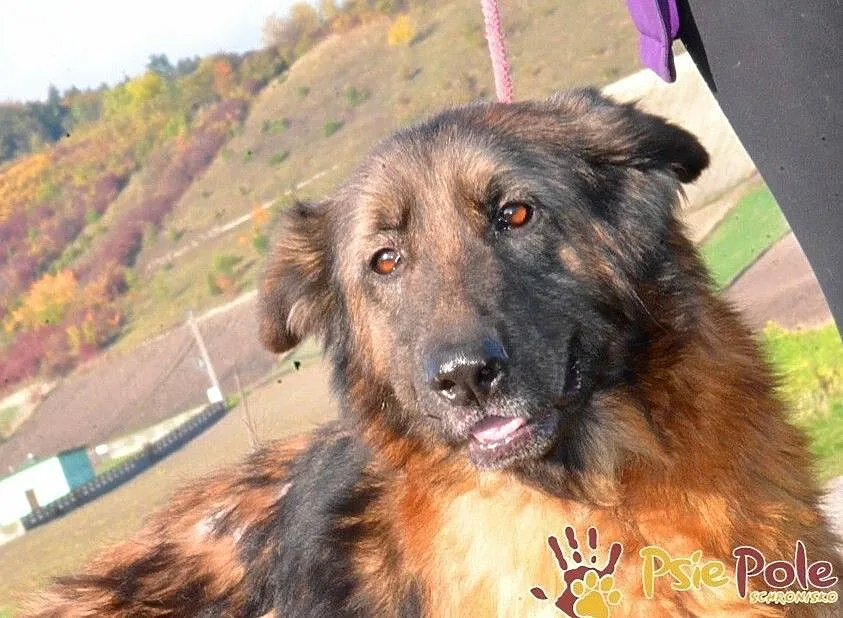 FERIA-SUPER fajniutka, kochana, bardzo miła sunia szuka domu, ADOPCJA, Małopolskie, Kraków