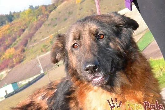 FERIA-SUPER fajniutka, kochana, bardzo miła sunia szuka domu, ADOPCJA, Małopolskie, Kraków