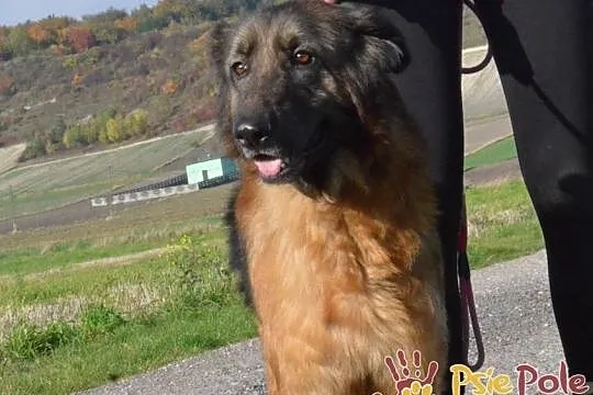 FERIA-SUPER fajniutka, kochana, bardzo miła sunia szuka domu, ADOPCJA, Małopolskie, Kraków