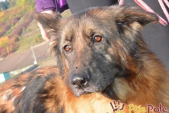 FERIA-SUPER fajniutka, kochana, bardzo miła sunia szuka domu, ADOPCJA, Małopolskie, Kraków