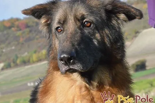 FERIA-SUPER fajniutka, kochana, bardzo miła sunia szuka domu, ADOPCJA, Małopolskie, Kraków