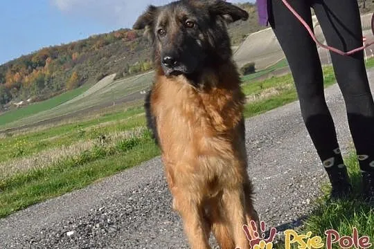 FERIA-SUPER fajniutka, kochana, bardzo miła sunia szuka domu, ADOPCJA, Małopolskie, Kraków