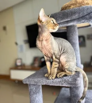 Devon Rex pełnoprawny reproduktor z uprawnieniami hodowlanymi oferuje randki, , Legionowo
