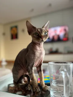 Devon Rex pełnoprawny reproduktor z uprawnieniami hodowlanymi oferuje randki, , Legionowo