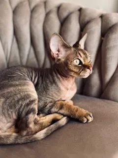 Devon Rex pełnoprawny reproduktor z uprawnieniami hodowlanymi oferuje randki