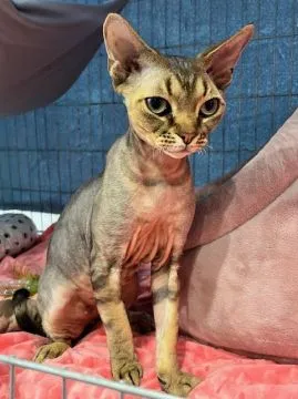 Devon Rex pełnoprawny reproduktor z uprawnieniami hodowlanymi oferuje randki, , Legionowo