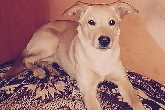 Cudowna suczka Lusia do adopcji!