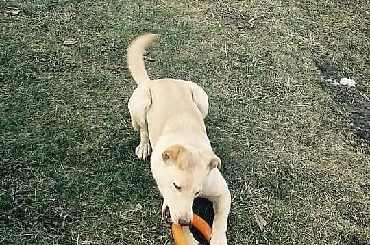 Cudowna suczka Lusia do adopcji!