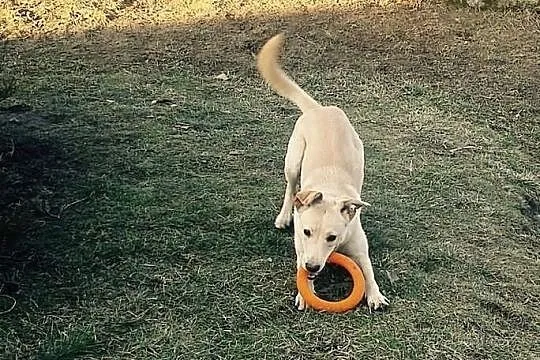Cudowna suczka Lusia do adopcji!