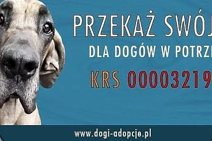Oluś dog niemiecki szuka domu,  dolnośląskie Wrocł, Wrocław
