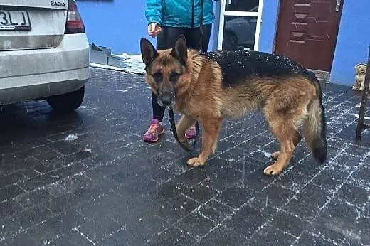 Torin to piękny owczarek do pokochania.,  mazowiec