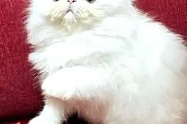 Koty perskie, persy  kociaki