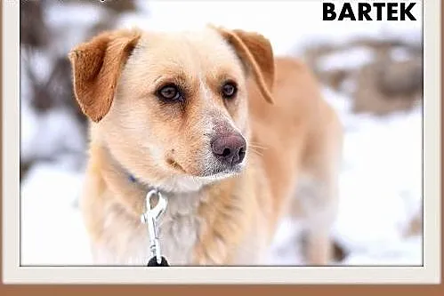 BARTUŚ-mały,10kg,łagodny,tulaśny,wesoły piesek.ADOPCJA,  wielkopolskie Rzeszów
