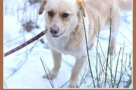 BARTUŚ-mały,10kg,łagodny,tulaśny,wesoły piesek.ADO