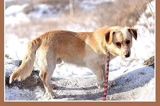 BARTUŚ-mały,10kg,łagodny,tulaśny,wesoły piesek.ADO