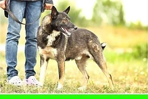 Czujny,odważny,dosyć duży,spokojny pies stróżujący