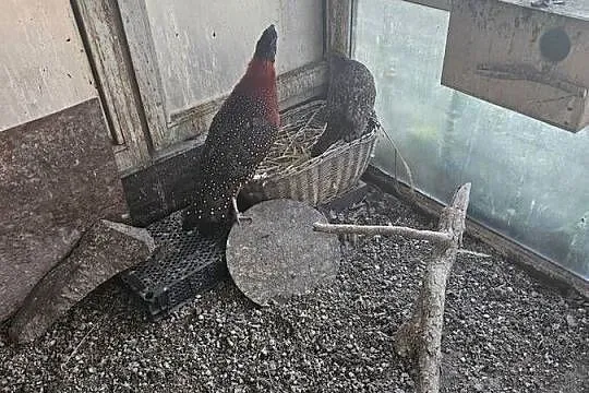 Bażant  czerwone