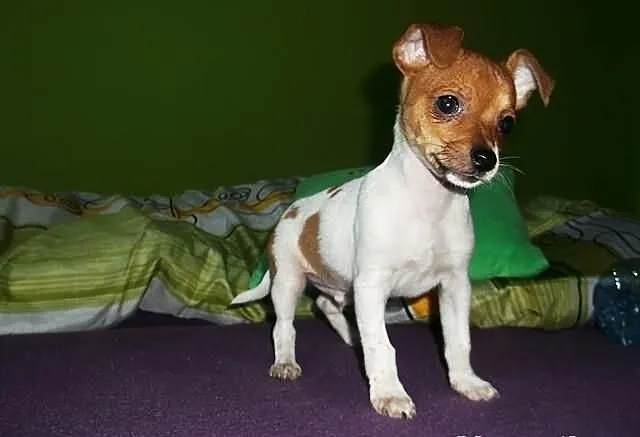 Chihuahua piesek 4 msc