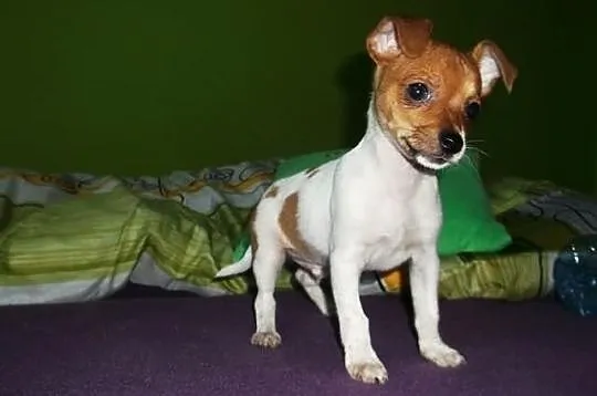 Chihuahua piesek 4 msc