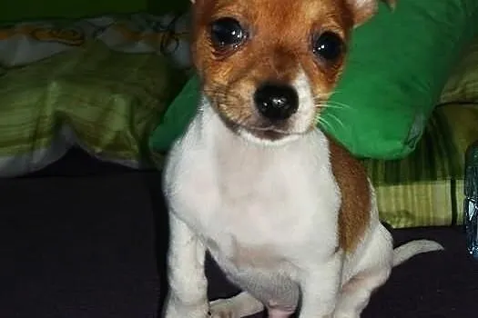 Chihuahua piesek 4 msc