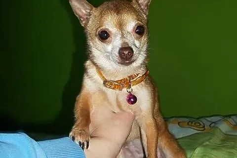 Chihuahua piesek 4 msc