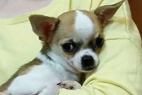 Chihuahua piesek 4 msc
