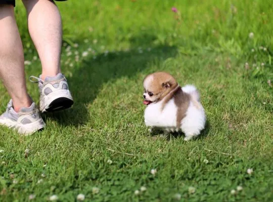 Super urocze szczeniaki rasy pomeranian miniaturowy gotowe do adopcji PILNE PILNE!!**, , Kiełcz