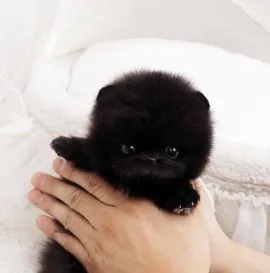 Super urocze szczeniaki rasy pomeranian miniaturowy gotowe do adopcji PILNE PILNE!!**