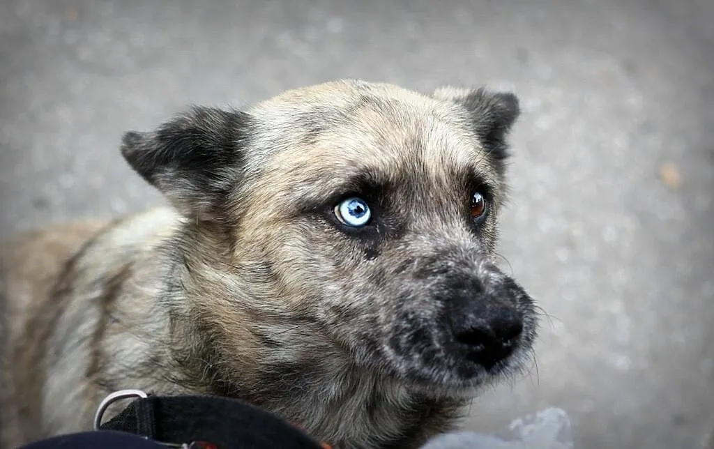 FERO-bystry i przytulaśny, o takim piesku każdy marzy właśnie!, Łódzkie, Łódź