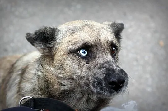 FERO-bystry i przytulaśny, o takim piesku każdy marzy właśnie!, Łódzkie, Łódź