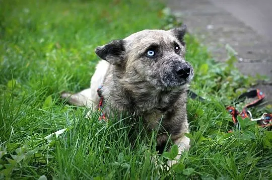 FERO-bystry i przytulaśny, o takim piesku każdy marzy właśnie!, Łódzkie, Łódź