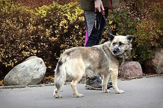 FERO-bystry i przytulaśny, o takim piesku każdy marzy właśnie!, Łódzkie, Łódź