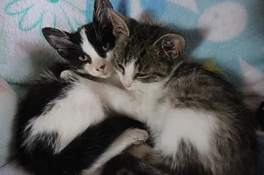 Mars i Snikers- 2,5 miesięczne kocurki do adopcji
